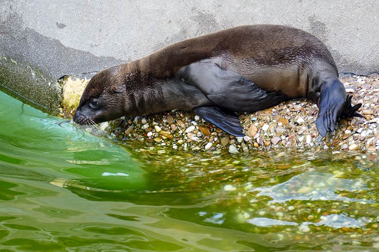 Weibliches Kalifornisches Seelöwen-Jungtier MALU am 14. Juli 2022 am Rand des Seelöwen-Beckens im Zoo Wuppertal