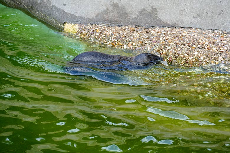 Weibliches Kalifornisches Seelöwen-Jungtier MALU am 14. Juli 2022 im Wasser des Seelöwen-Beckens im Zoo Wuppertal