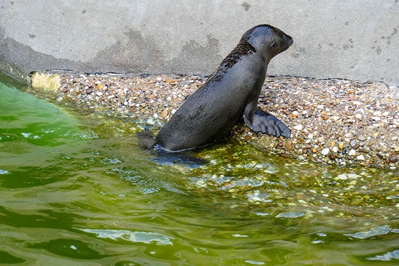 Weibliches Kalifornisches Seelöwen-Jungtier MALU am 14. Juli 2022 auf dem Weg aus dem Wasser am Rand des Seelöwen-Beckens im Zoologischen Garten Wuppertal