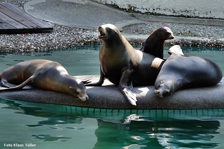 Vier der sieben Kalifornischen Seelöwen am 13. September 2022 auf der kleinen Insel im Seelöwen-Becken im Grünen Zoo Wuppertal (Foto Klaus Tüller)