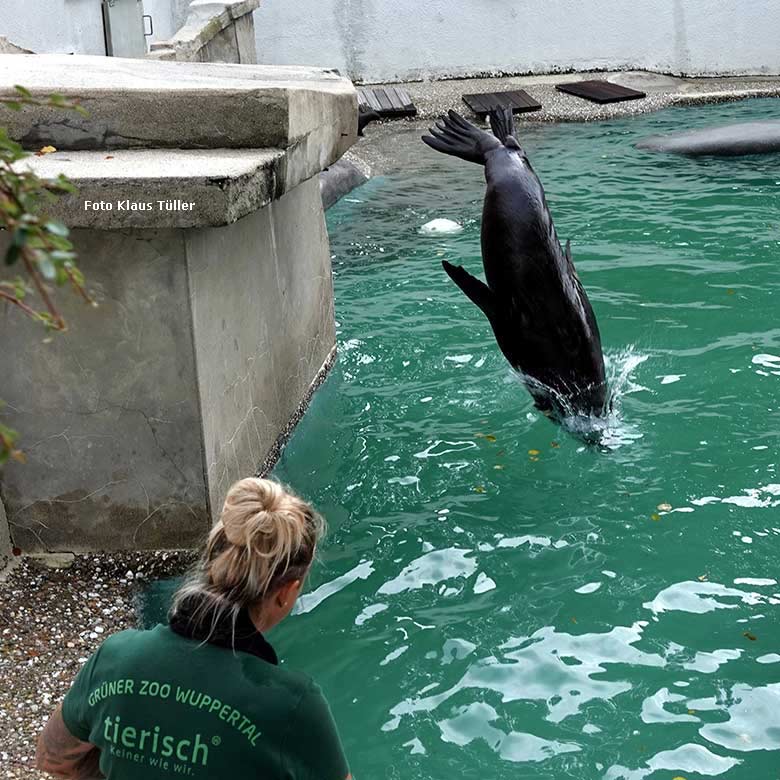 Kalifornischer Seelöwe am 2. Oktober 2022 beim Sprung in das Seelöwen-Becken im Grünen Zoo Wuppertal (Foto Klaus Tüller)