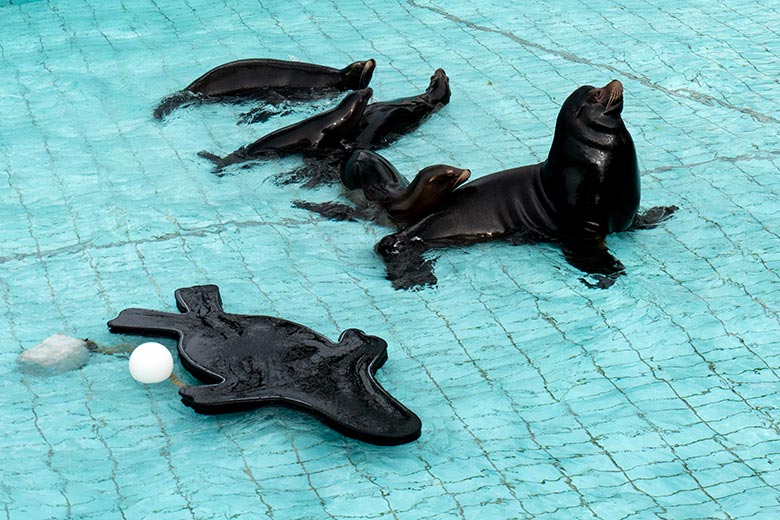 Die derzeit fünf Kalifornischen Seelöwen am 20. März 2023 im Seelöwen-Becken im Wuppertaler Zoo
