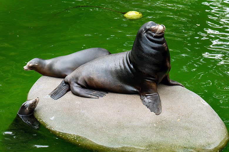 Kalifornischer Seelöwen-Bulle MYLO am 23. Mai 2023 auf der kleinen Insel im Seelöwen-Becken im Zoologischen Garten Wuppertal