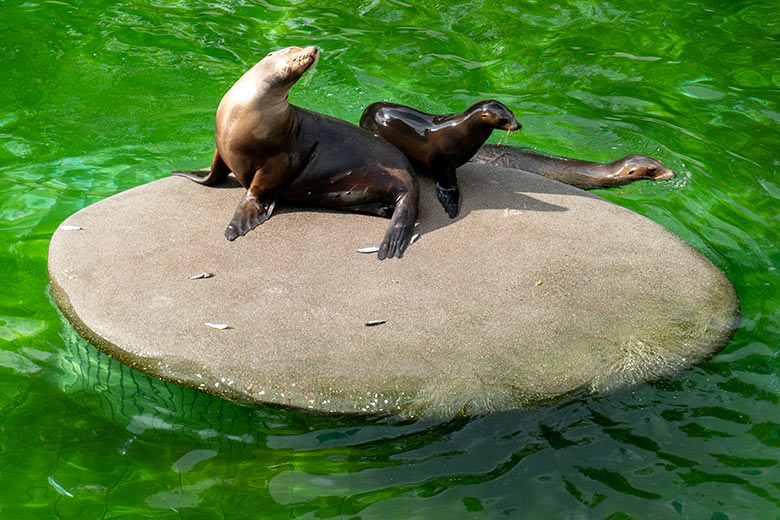 Futter-Fische im Überfluss für die Kalifornischen Seelöwen am 24. Mai 2023 auf der kleinen Insel im Seelöwen-Becken im Grünen Zoo Wuppertal