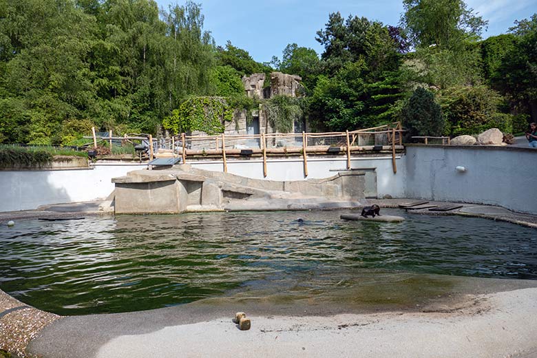 Anlage für Kalifornische Seelöwen am 28. Mai 2023 im Grünen Zoo Wuppertal