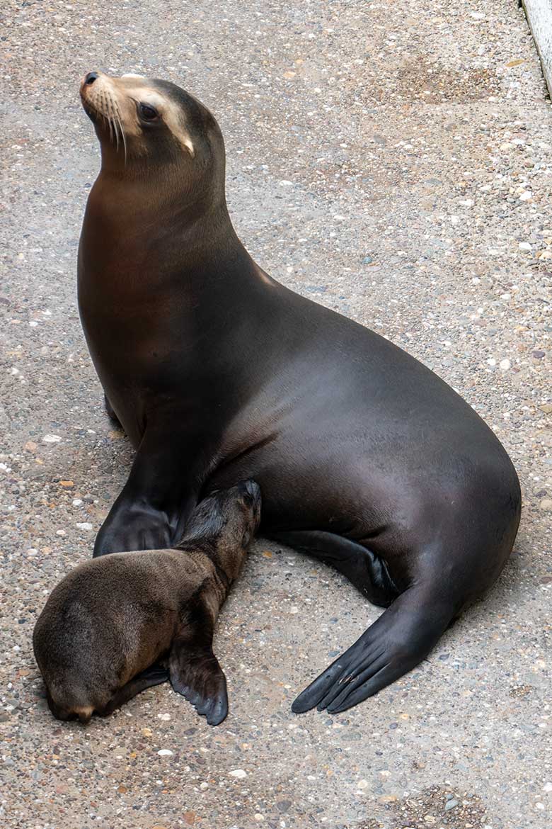 Kalifornische Seelöwin KUBA mit dem männlichen Jungtier ADAY am 12. Juni 2023 auf der Außenanlage im Zoologischen Garten Wuppertal