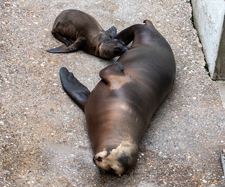 Kalifornische Seelöwin mit dem männlichen Jungtier ADAY am 12. Juni 2023 auf der Außenanlage im Wuppertaler Zoo