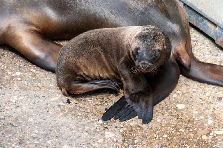 Kalifornische Seelöwin KUBA mit dem männlichen Jungtier ADAY am 12. Juni 2023 auf der Außenanlage im Grünen Zoo Wuppertal