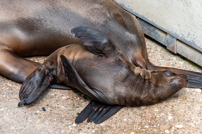 Kalifornische Seelöwin KUBA mit dem männlichen Jungtier ADAY am 12. Juni 2023 auf der Außenanlage im Zoologischen Garten der Stadt Wuppertal