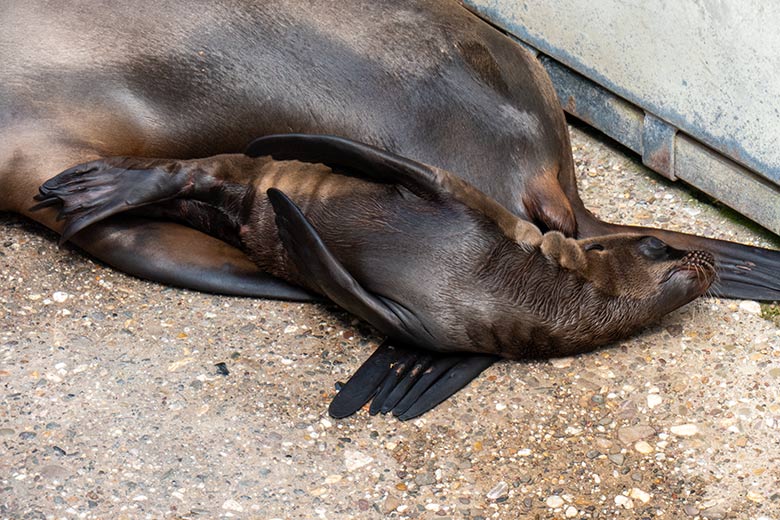 Kalifornische Seelöwin KUBA mit dem männlichen Jungtier ADAY am 12. Juni 2023 auf der Außenanlage im Wuppertaler Zoo