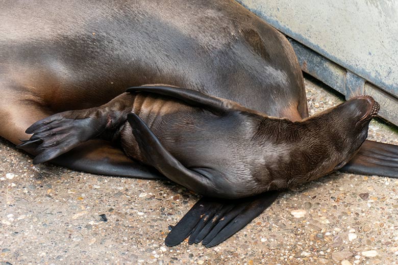 Kalifornische Seelöwin KUBA mit dem männlichen Jungtier ADAY am 12. Juni 2023 auf der Außenanlage im Zoo Wuppertal