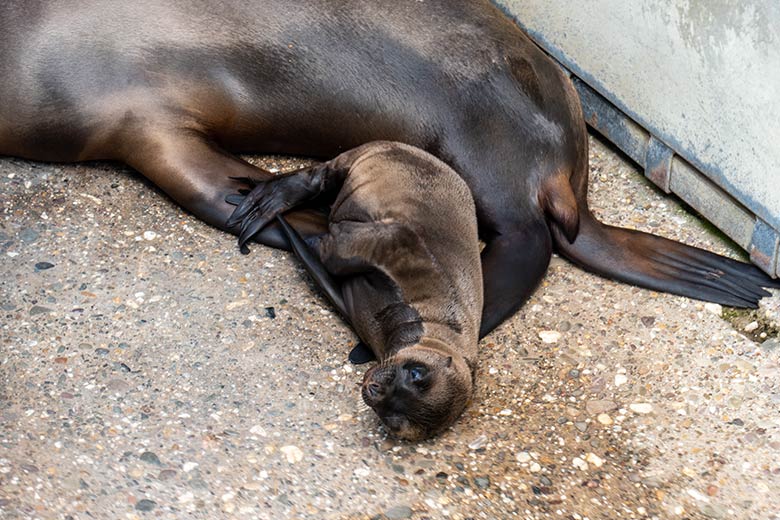 Kalifornische Seelöwin KUBA mit dem männlichen Jungtier am 12. Juni 2023 auf der Außenanlage im Zoologischen Garten Wuppertal