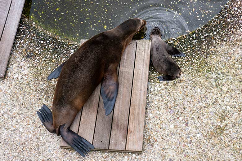 Kalifornische Seelöwin NIKE mit dem männlichen Jungtier JACK am 12. Juni 2023 auf der Außenanlage im Zoologischen Garten Wuppertal