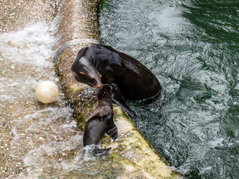 Kalifornische Seelöwin NIKE mit dem männlichen Jungtier JACK am 12. Juni 2023 auf der Außenanlage im Wuppertaler Zoo