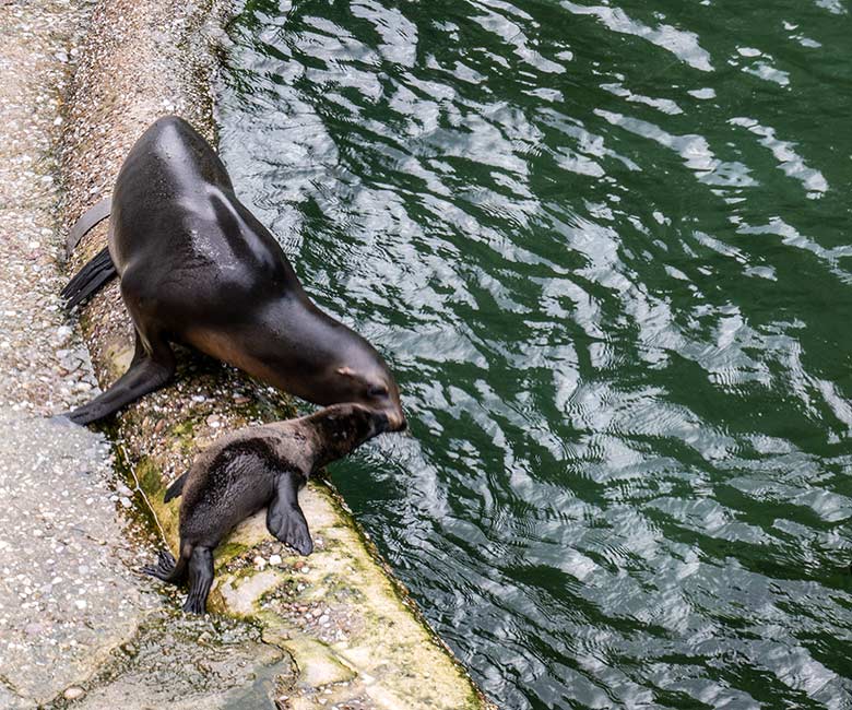 Kalifornische Seelöwin NIKE mit dem männlichen Jungtier JACK am 12. Juni 2023 auf der Außenanlage im Grünen Zoo Wuppertal