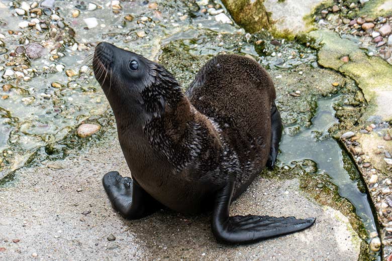 Männliches Jungtier JACK der Kalifornischen Seelöwin NIKE am 12. Juni 2023 auf der Außenanlage im Wuppertaler Zoo