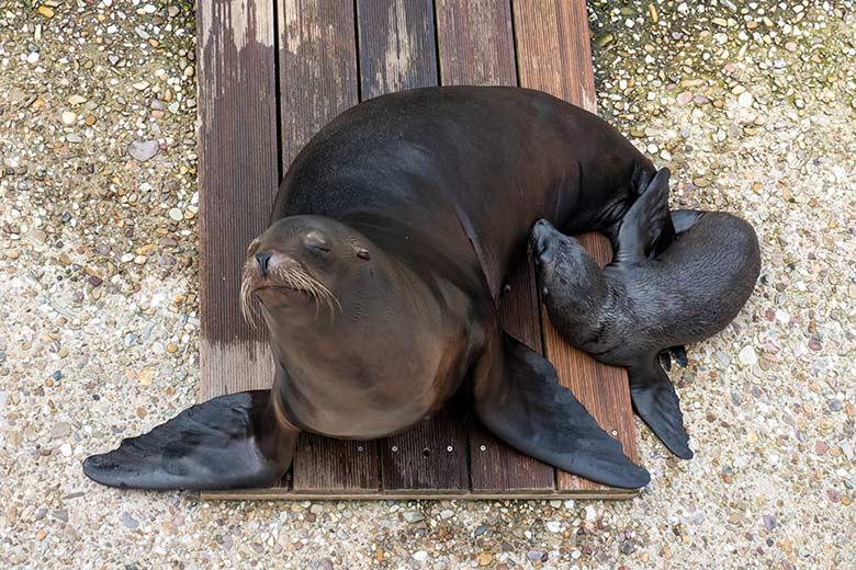 Kalifornische Seelöwin NIKE mit dem männlichen Jungtier JACK am 12. Juni 2023 auf der Außenanlage im Wuppertaler Zoo