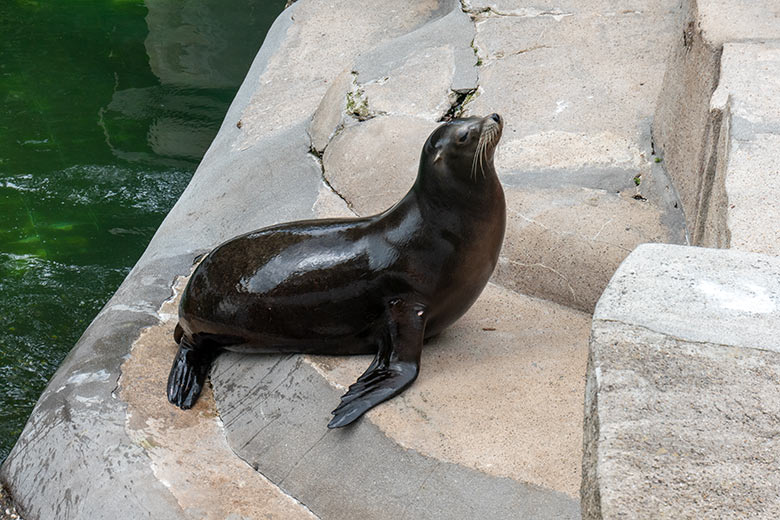 Trächtige Kalifornische Seelöwin PEBBLES am 12. Juni 2023 auf der Außenanlage im Grünen Zoo Wuppertal