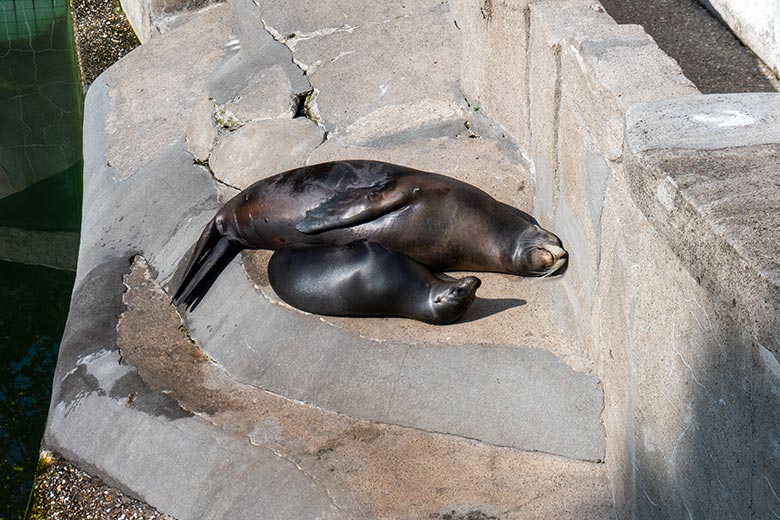 Trächtige Kalifornische Seelöwin PEBBLES mit ihrem Jungtier MALU am 12. Juni 2023 auf der Außenanlage im Grünen Zoo Wuppertal