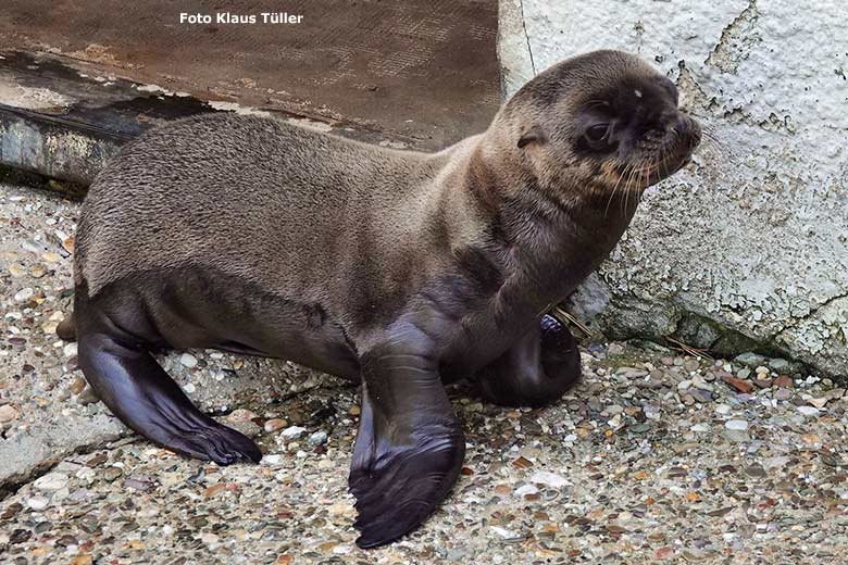 Neun Tage altes männliches Jungtier ADAY der Kalifornischen Seelöwin KUBA am 13. Juni 2023 am Seelöwen-Becken im Grünen Zoo Wuppertal (Foto Klaus Tüller)