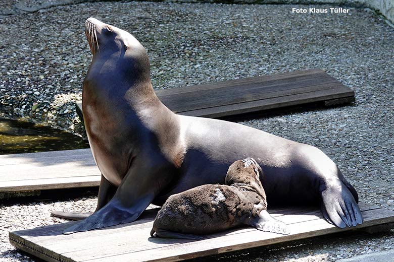 Neun Tage junger Kalifornischer Seelöwen-Bulle JACK mit seiner Seelöwen-Mutter NIKE am 13. Juni 2023 am Seelöwen-Becken im Wuppertaler Zoo (Foto Klaus Tüller)