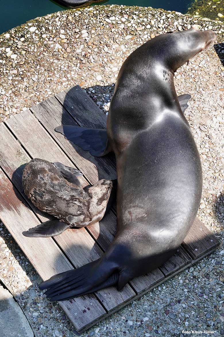 Neun Tage junger Kalifornischer Seelöwen-Bulle JACK mit seiner Seelöwen-Mutter NIKE am 13. Juni 2023 am Seelöwen-Becken im Grünen Zoo Wuppertal (Foto Klaus Tüller)