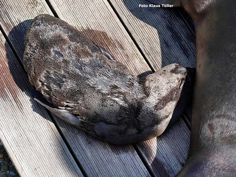 Neun Tage altes männliches Jungtier JACK der Kalifornischen Seelöwin NIKE am 13. Juni 2023 am Seelöwen-Becken im Zoologischen Garten Wuppertal (Foto Klaus Tüller)