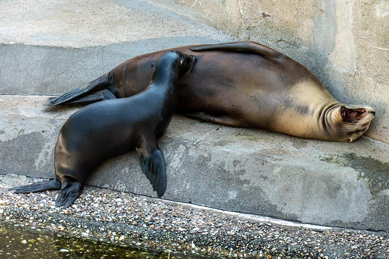 Trächtige Kalifornische Seelöwin PEBBLES mit ihrem Jungtier MALU am 13. Juni 2023 auf der Außenanlage im Grünen Zoo Wuppertal