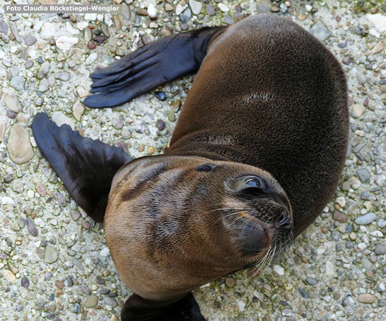 Männliches Jungtier JACK der Kalifornischen Seelöwin NIKE am 17. Juni 2023 am Rand des Seelöwen-Beckens im Grünen Zoo Wuppertal (Foto Claudia Böckstiegel-Wengler)