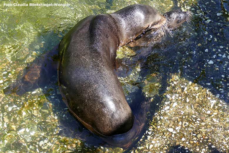 Kalifornische Seelöwin NIKE beim Schwimmunterricht mit dem 13 Tage alten männlichen Seelöwen-Jungtier am 17. Juni 2023 am Rand des Seelöwen-Beckens im Zoologischen Garten der Stadt Wuppertal (Foto Claudia Böckstiegel-Wengler)