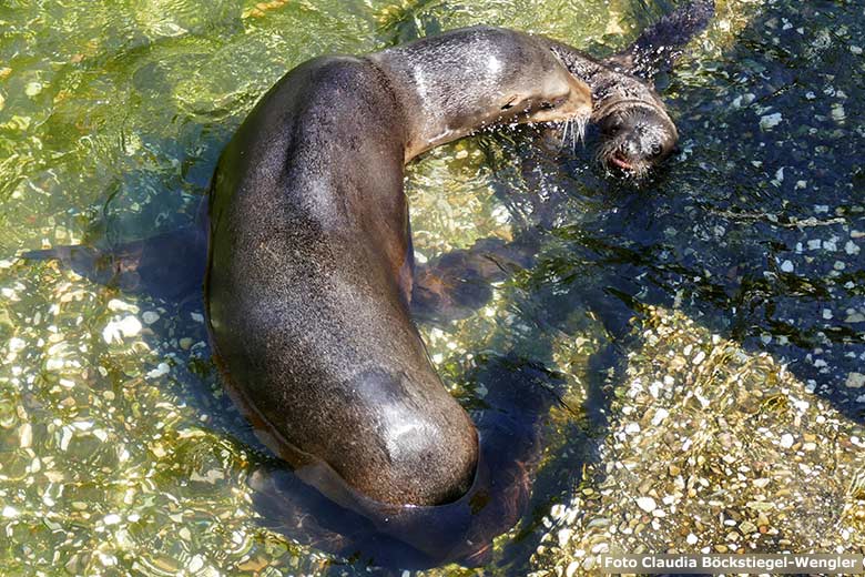 Kalifornische Seelöwin NIKE beim Schwimmunterricht mit dem 13 Tage alten männlichen Seelöwen-Jungtier am 17. Juni 2023 am Rand des Seelöwen-Beckens im Zoo Wuppertal (Foto Claudia Böckstiegel-Wengler)