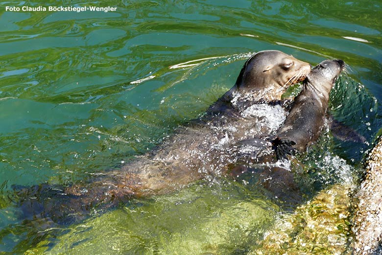 Kalifornische Seelöwin NIKE beim Schwimmunterricht mit dem 13 Tage alten männlichen Seelöwen-Jungtier am 17. Juni 2023 im Wasser des Seelöwen-Beckens im Wuppertaler Zoo (Foto Claudia Böckstiegel-Wengler)