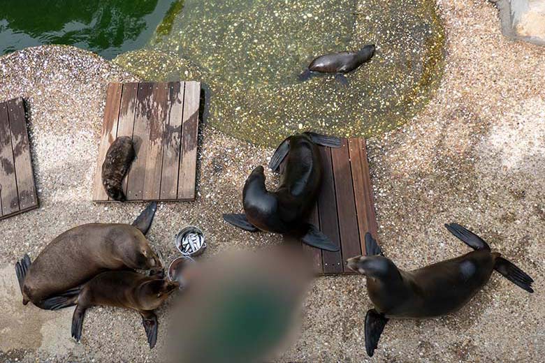 Männliches Jungtier JACK der Kalifornischen Seelöwin NIKE am 17. Juni 2023 am Rand des Seelöwen-Beckens im Grünen Zoo Wuppertal (Foto Claudia Böckstiegel-Wengler)