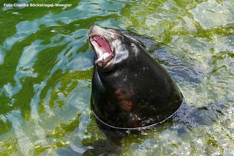 Kalifornischer Seelöwen-Bulle MYLO am 23. Juni 2023 im Wasser des Seelöwen-Beckens im Grünen Zoo Wuppertal (Foto Claudia Böckstiegel-Wengler)