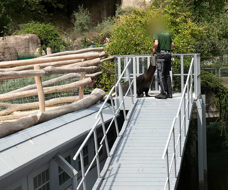 Seelöwin NIKE auf dem Übergang von der Seelöwen-Anlage zum Schwimm-Steg auf der Erweiterungs-Anlage am 13. Juli 2023 im Wuppertaler Zoo