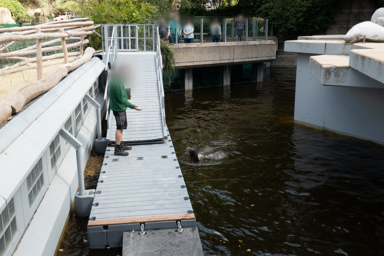 Seelöwin NIKE im Wasser der Erweiterungs-Anlage am 16. Juli 2023 im Grünen Zoo Wuppertal