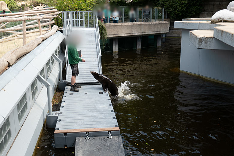 Seelöwin NIKE auf der Erweiterungs-Anlage am 16. Juli 2023 im Zoologischen Garten Wuppertal