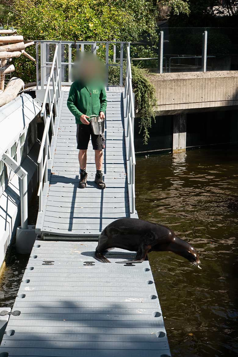 Seelöwin NIKE auf der Erweiterungs-Anlage am 16. Juli 2023 im Grünen Zoo Wuppertal