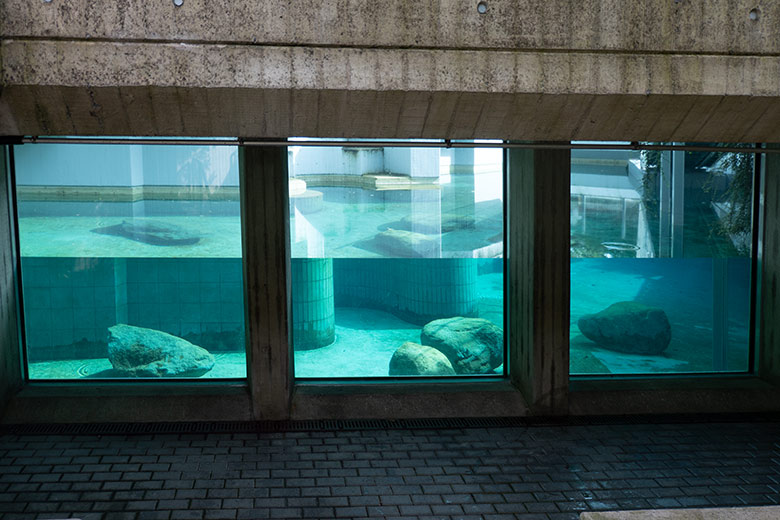 Klares Wasser in der Erweiterungs-Anlage für Kalifornische Seelöwen am 4. August 2023 im Wuppertaler Zoo