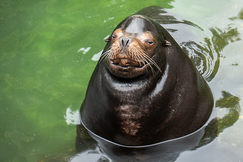 Kalifornischer Seelöwen-Bulle MYLO am 6. August 2023 im Seelöwen-Becken im Grünen Zoo Wuppertal