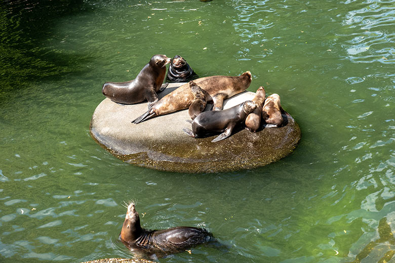 Die acht Wuppertaler Kalifornischen Seelöwen am 7. August 2023 an der kleinen Insel im Seelöwen-Becken im Grünen Zoo Wuppertal