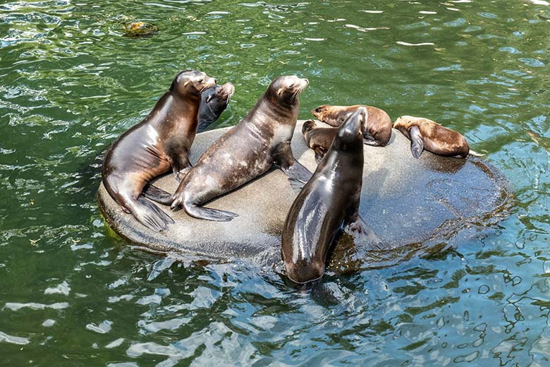 Sieben der acht Wuppertaler Kalifornischen Seelöwen am 7. August 2023 an der kleinen Insel im Seelöwen-Becken im Zoologischen Garten Wuppertal