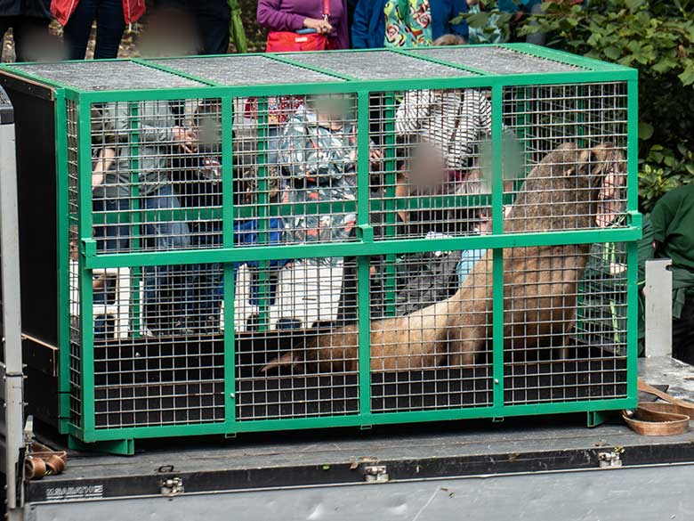 Der Gelsenkirchener Kalifornische Seelöwen-Bulle TEUN am 7. August 2023 im Transport-Käfig im Zoo Wuppertal
