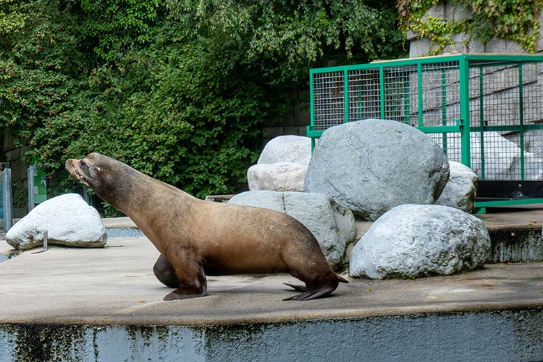 Der Gelsenkirchener Kalifornische Seelöwen-Bulle TEUN am 7. August 2023 nach seiner Ankunft im Zoologischen Garten der Stadt Wuppertal