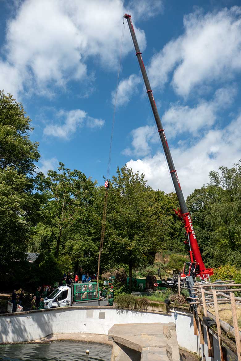 Der Gelsenkirchener Kalifornische Seelöwen-Bulle TEUN am 7. August 2023 im Transport-Käfig im Wuppertaler Zoo