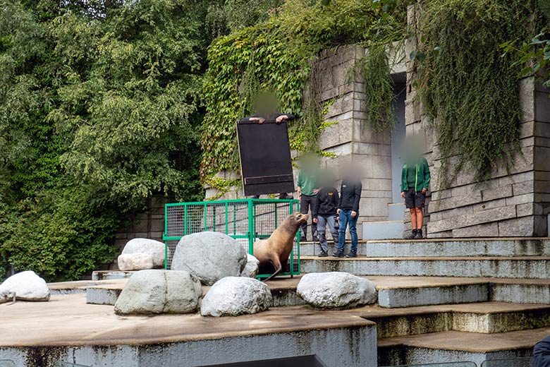 Der erste Schritt des Gelsenkirchener Kalifornischen Seelöwen-Bullen TEUN auf Wuppertaler Boden am 7. August 2023 im Zoologischen Garten der Stadt Wuppertal