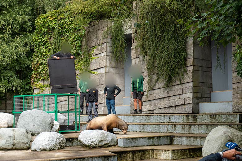 Der Gelsenkirchener Kalifornische Seelöwen-Bulle TEUN am 7. August 2023 im Zoo Wuppertal