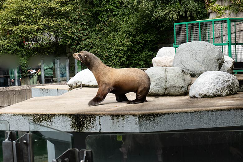 Der Gelsenkirchener Kalifornische Seelöwen-Bulle TEUN am 7. August 2023 im Wuppertaler Zoo