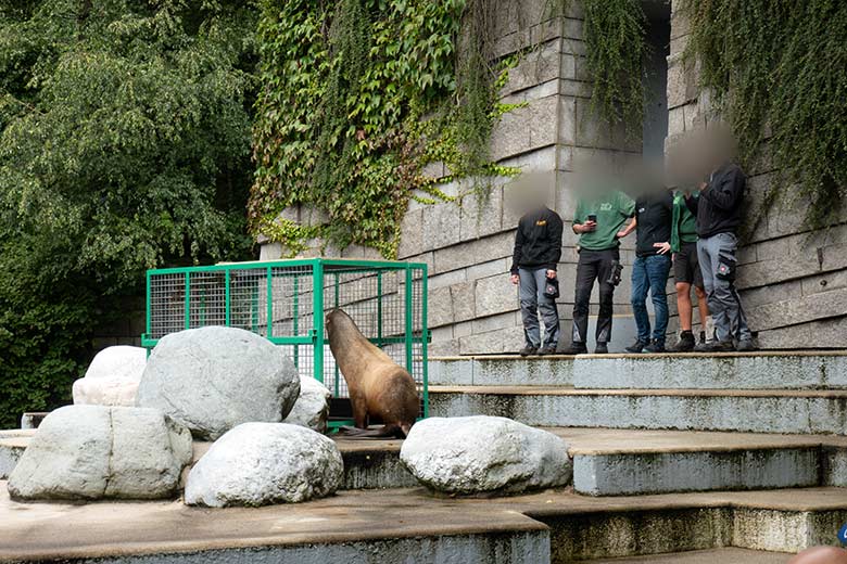 Kalifornischer Seelöwen-Bulle TEUN am 7. August 2023 im Grünen Zoo Wuppertal