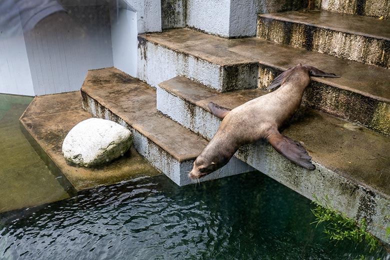 Der erste Sprung des Kalifornischen Seelöwen-Bullen TEUN in das Wasser am 7. August 2023 im Zoologischen Garten Wuppertal